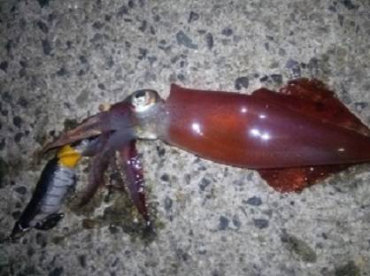 アジング＆ケンサキング